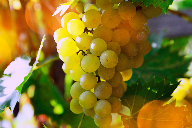 white-grapes-grape