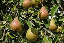 pear-tree_opt