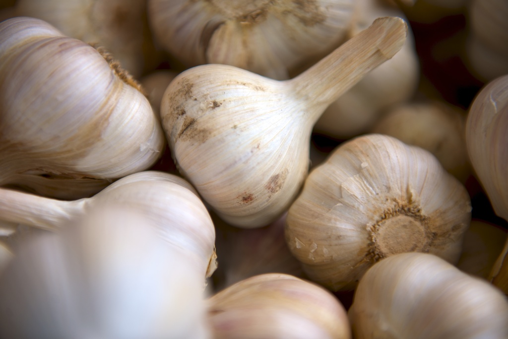 plant-food-garlic