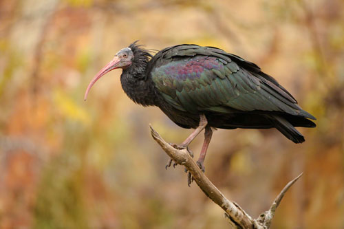Gesucht: Vermisster Ibis aus dem Prager Zoo
