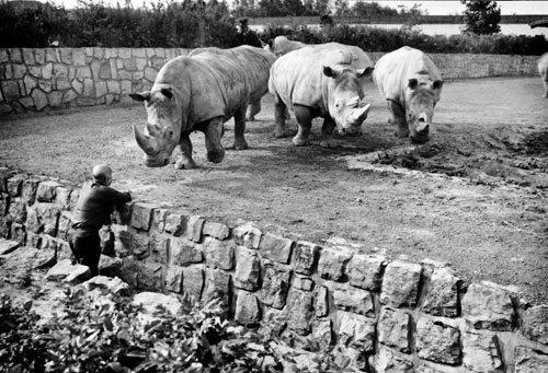 Josef Vágner mit selteneJosef Vágner mit seltenen Breitmaulnashörnern im Zoo