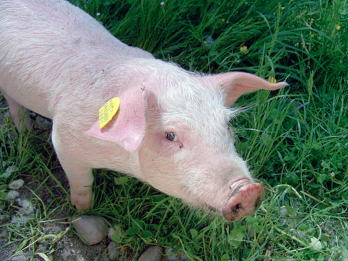 Schwein gehabt: In Mimoň wird kein Ferkel mehr geschlachtet.