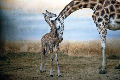 Aus dem Archiv des Czech Photo Centre: Giraffen im Prager Zoo